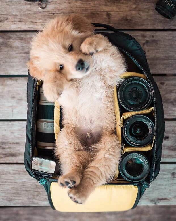 Golden Puppy