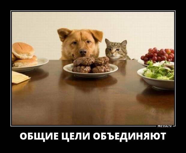 Новые смешные демотиваторы (46 фото)