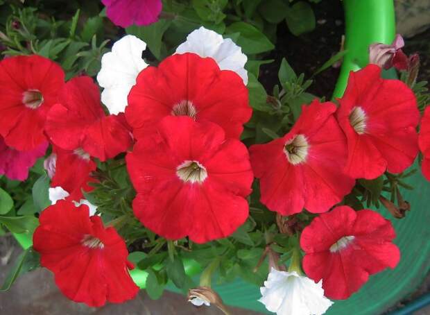Ампельная петуния Picobella Red Ампельная петуния Picobella Red
