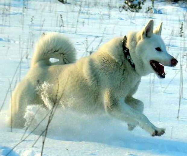 Необычные случаи из истории зимних Олимпиад!