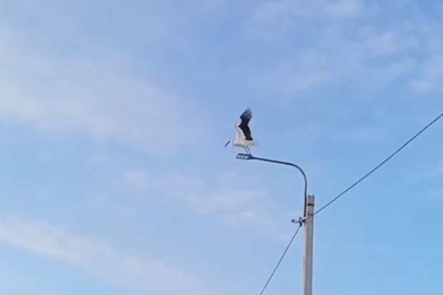 Аист Гера, поселившийся в Перевозском районе, с энтузиазмом встречает тёплые дни