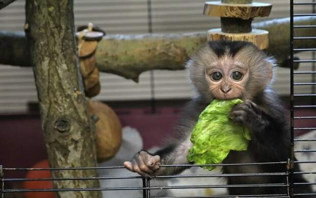 Детёнышу львинохвостого макака выбрали имя в Ленинградском зоопарке