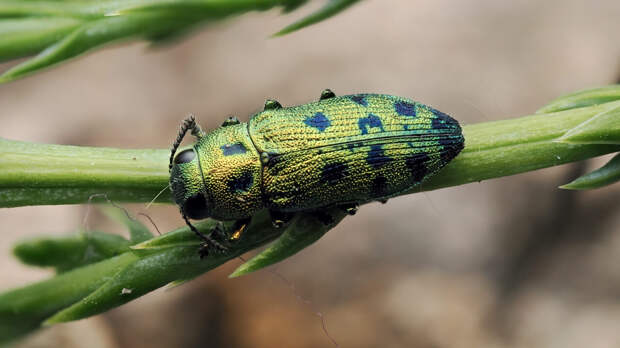 Чужаки среди нас: 7 инвазивных насекомых, которые нашли новый дом в России