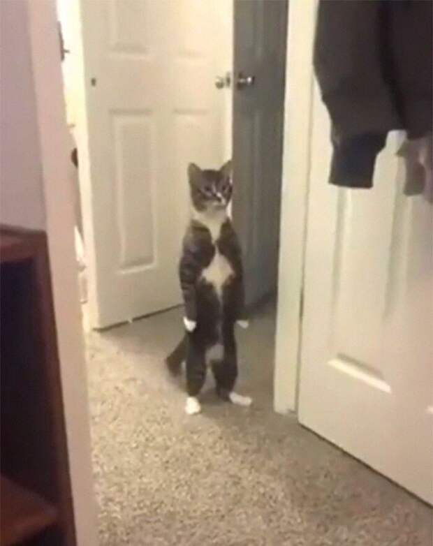 Уморительные котейки, которые сломались