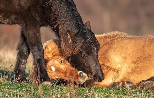 Душевный момент, в котором стадо диких лошадей помогает подняться упавшему жеребцу видео, добро, жеребец, животные, забота, лошадь, помощь