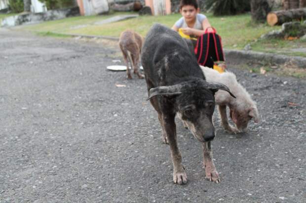 https://cdn.ebs.newsner.com/wp-content/uploads/sites/7/2018/03/blackie.jpg
