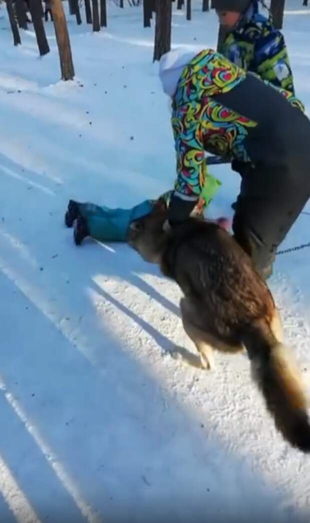 В челябинском парке волк напал на ребенка: видео видео, волк, дикие звери, зоозащита, происшествие, челябинск