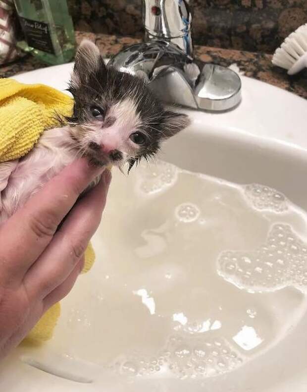 котенка купают