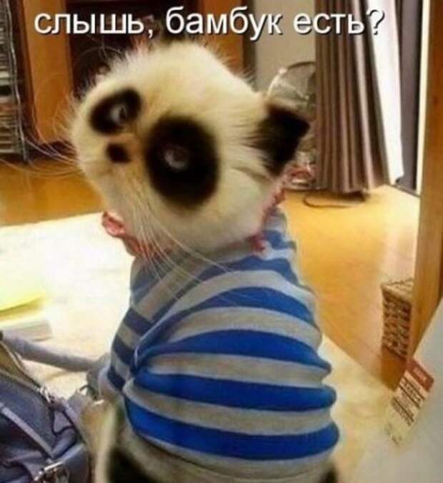 Подражая котоматрице котоматрица, коты, юмор