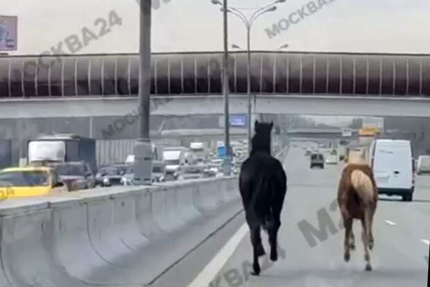 На МКАД на видео сняли лошадь и жеребенка, которые парализовали проезд для машин