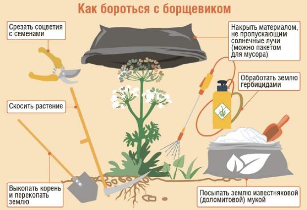 На Декабристов убрали борщевик