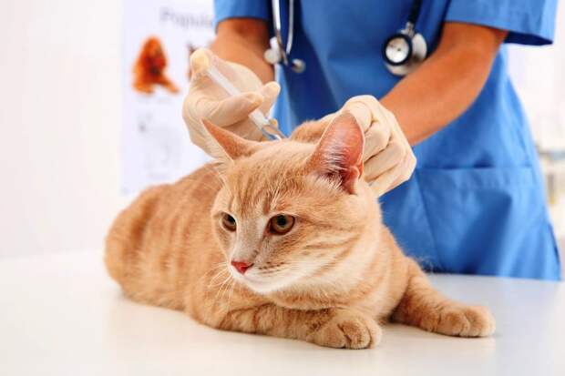 Кошки сегодня заболевают бешенством в разы чаще, чем собаки из-за отсутствия прививок / Fotobank