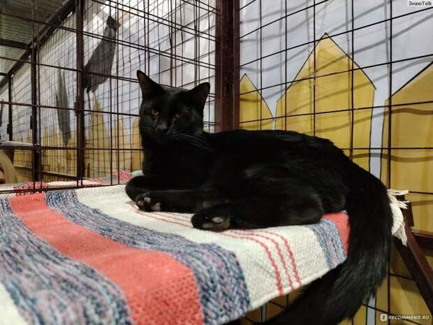 Россельхознадзор выявил нарушения в работе передвижного зоопарка "Котодеревня" в Туле