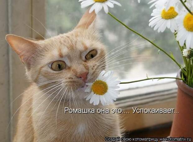 Лучшие котоматрицы недели (50 фото)
