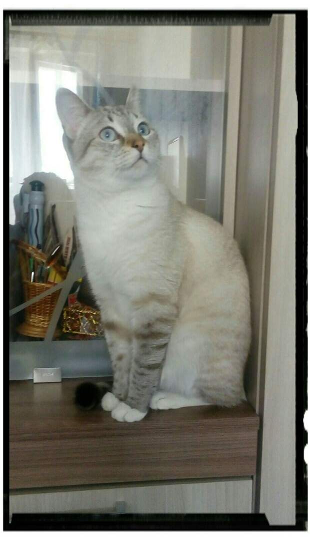 кот сидит на столе
