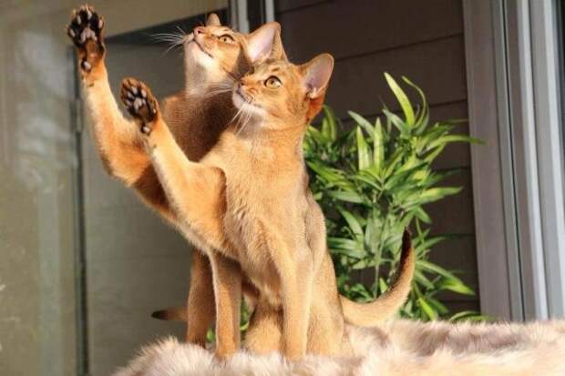Синхронизация котэ