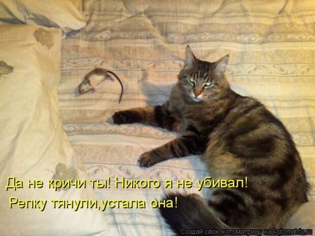 Лучшие котоматрицы недели