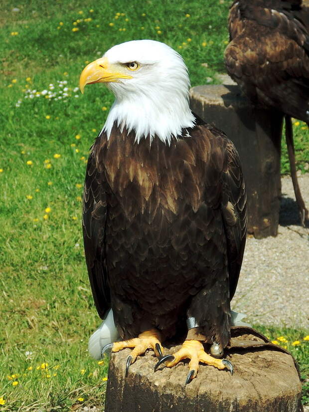 Captive bald eagle.JPG