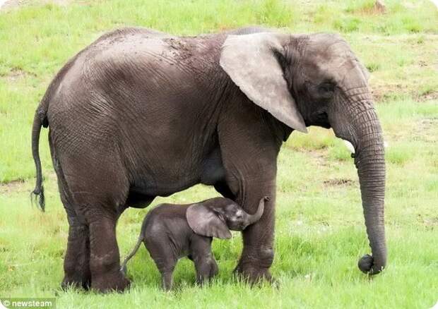 Картинки по запросу фото африканский слон со слоненком