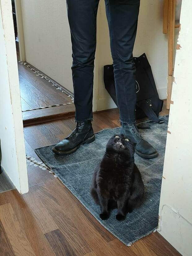Уморительные котейки, которые сломались