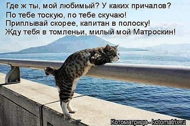 1447398832_kotomatricy-22