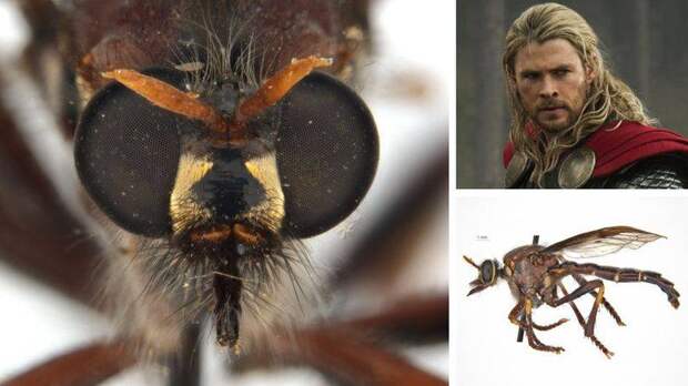Новые виды мух назвали в честь героев вселенной Marvel