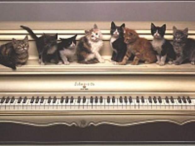 Кошки и Котята 2