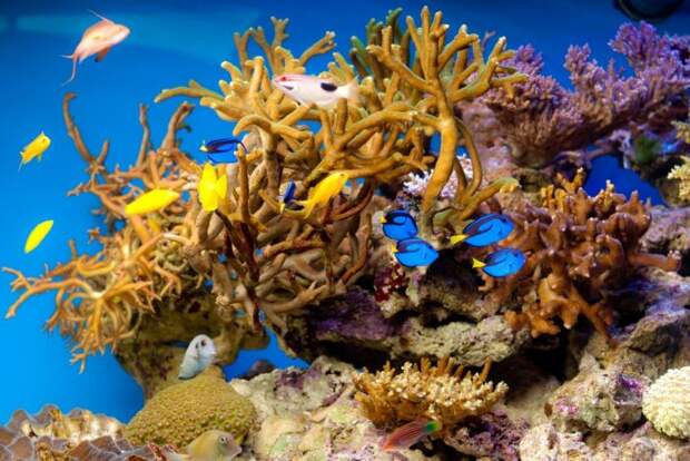 Московские океанариумы