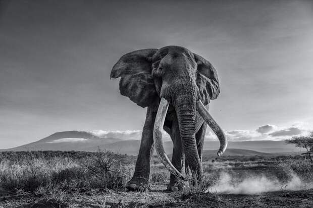 Giant Tusker