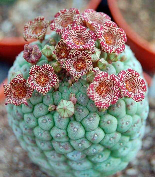 Комнатное растение Трихокаулон (Trichocaulon)