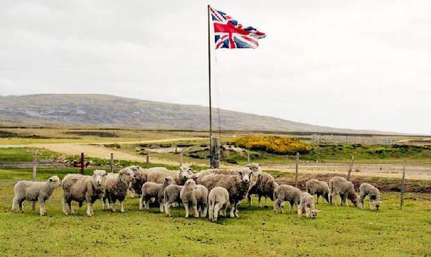 Фолклендские острова, овцы, Интересные факты о Странах Мира