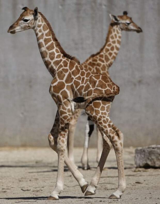 Nine-day-old female Rothschild Giraffe Hera (front) walks past 2-day-old male Hermes in their enclosure at the Knies Kinderzoo in Rapperswil, Switzerland on May 7, 2009. (REUTERS / Christian Hartmann)