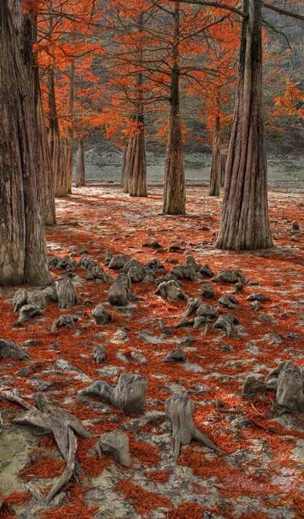 Фотоконкурс National Geographic Россия: Леса Фотоконкурс National Geographic Россия: Леса