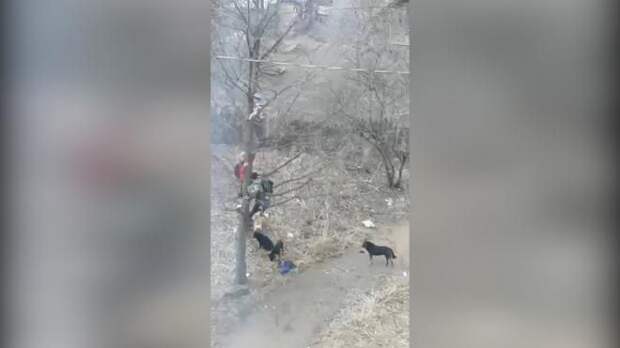 Стая собак загнала российских школьников на дерево