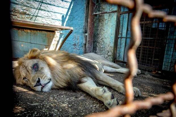 Нидерландский центр Felida Big Cat Centre станет новым домом для трех львов Four Paws, Албания, животные, зоопарк, организация, спасение, фото
