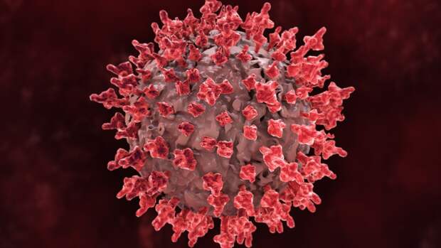 Впервые в Европе: подтвержден случай птичьего гриппа в Италии