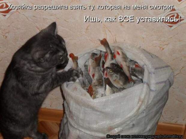 Котоматрицы(картинки с надписями)