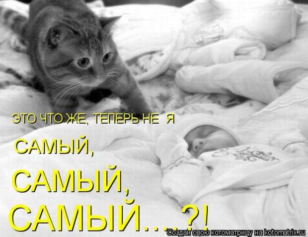 Котоматрицы(картинки с надписями)