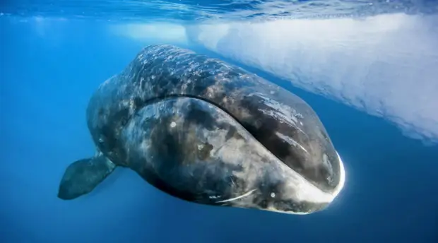 Гренландский кит 211 лет Раньше ученые считали, что гренландские киты доживают всего до 70 лет. Но в теле одного из пойманных недавно китов обнаружили наконечник гарпуна датированного началом XIX века и ученым пришлось изменить имеющиеся представления о сроке жизни китов. Самому старому обнаруженному гренландскому киту было 211 лет &mdash; кто знает, может быть и это еще не предел.