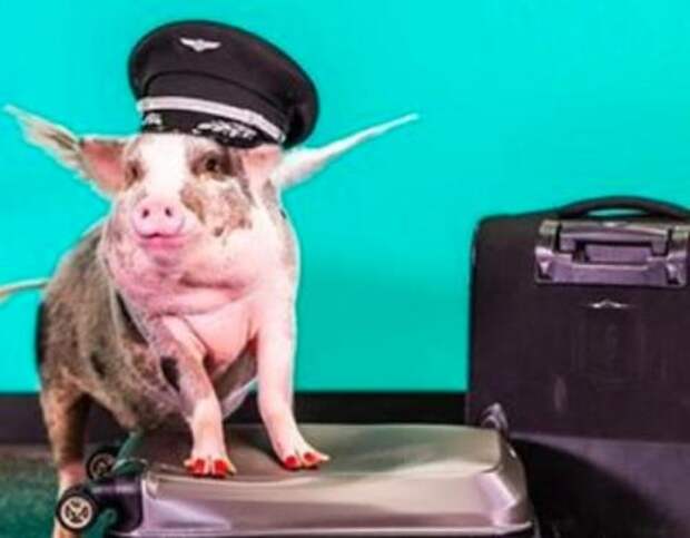 Therapy pig to meet with passengers at San Francisco airport