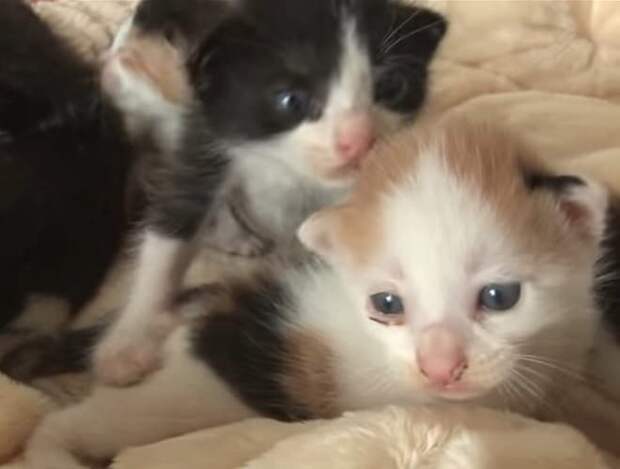 Котята лежат Котята