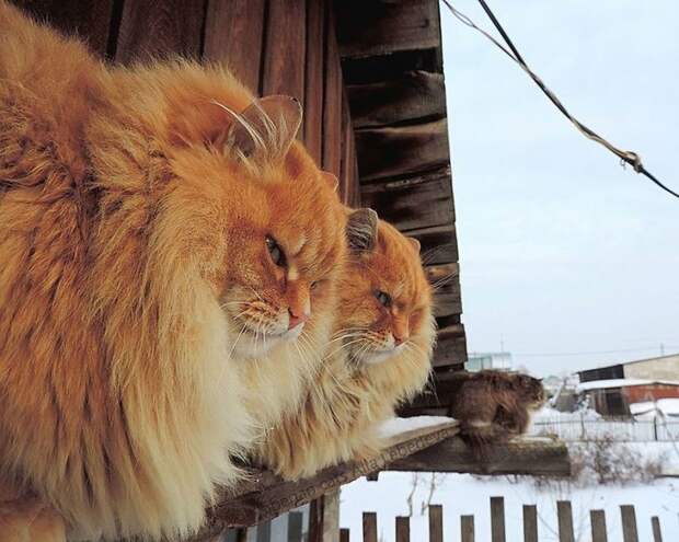 Кошландия — огромная семья сибирских кошек, живущая в Барнауле барнаул, домашний питомец, животные, кошка, семья, сибирь