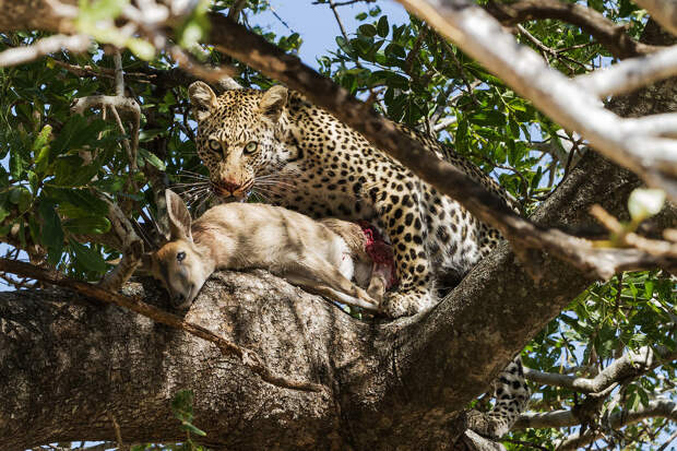 Леопард и его добыча в Национальном парке Крюгера.