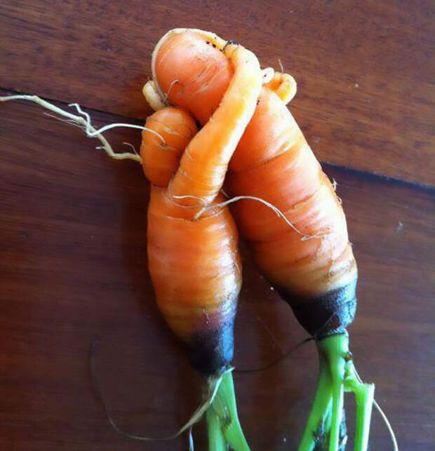 4. Мама-морковь со своим детенышем.