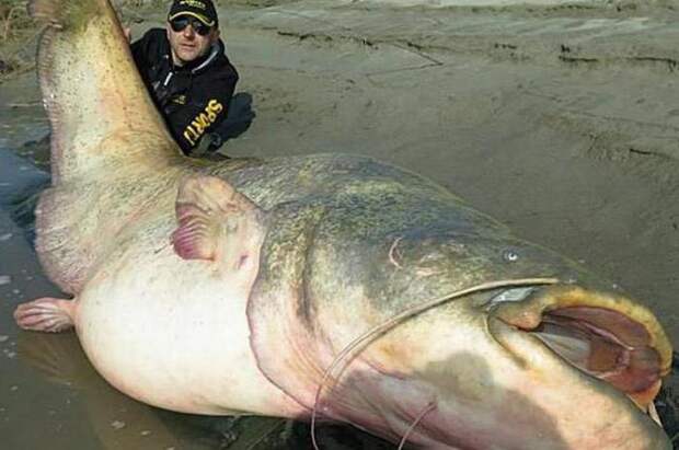 Какая самая большая в мире пресноводная рыба?
