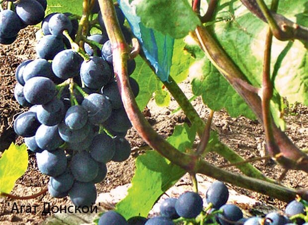 16 советов по выращиванию винограда