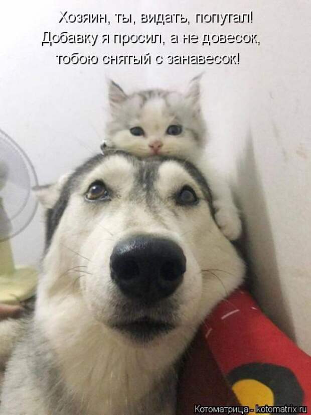 Лучшие котоматрицы недели (50 фото)
