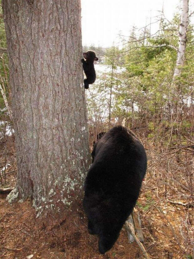11. Первая попытка залезть на дерево! животные, первый раз