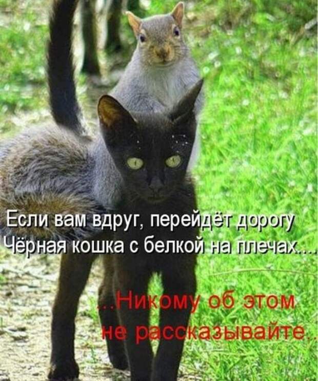 Прикольные и смешные картинки