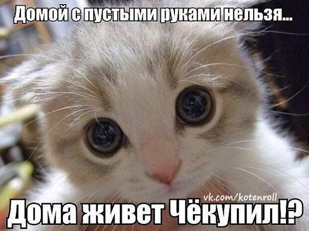 Просто котики коты, юмор